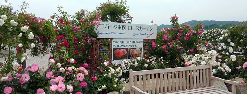 薔薇園