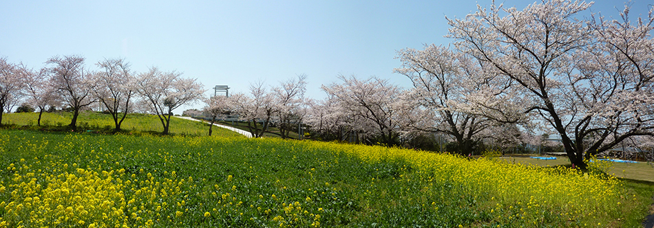 中尾山の桜と菜の花